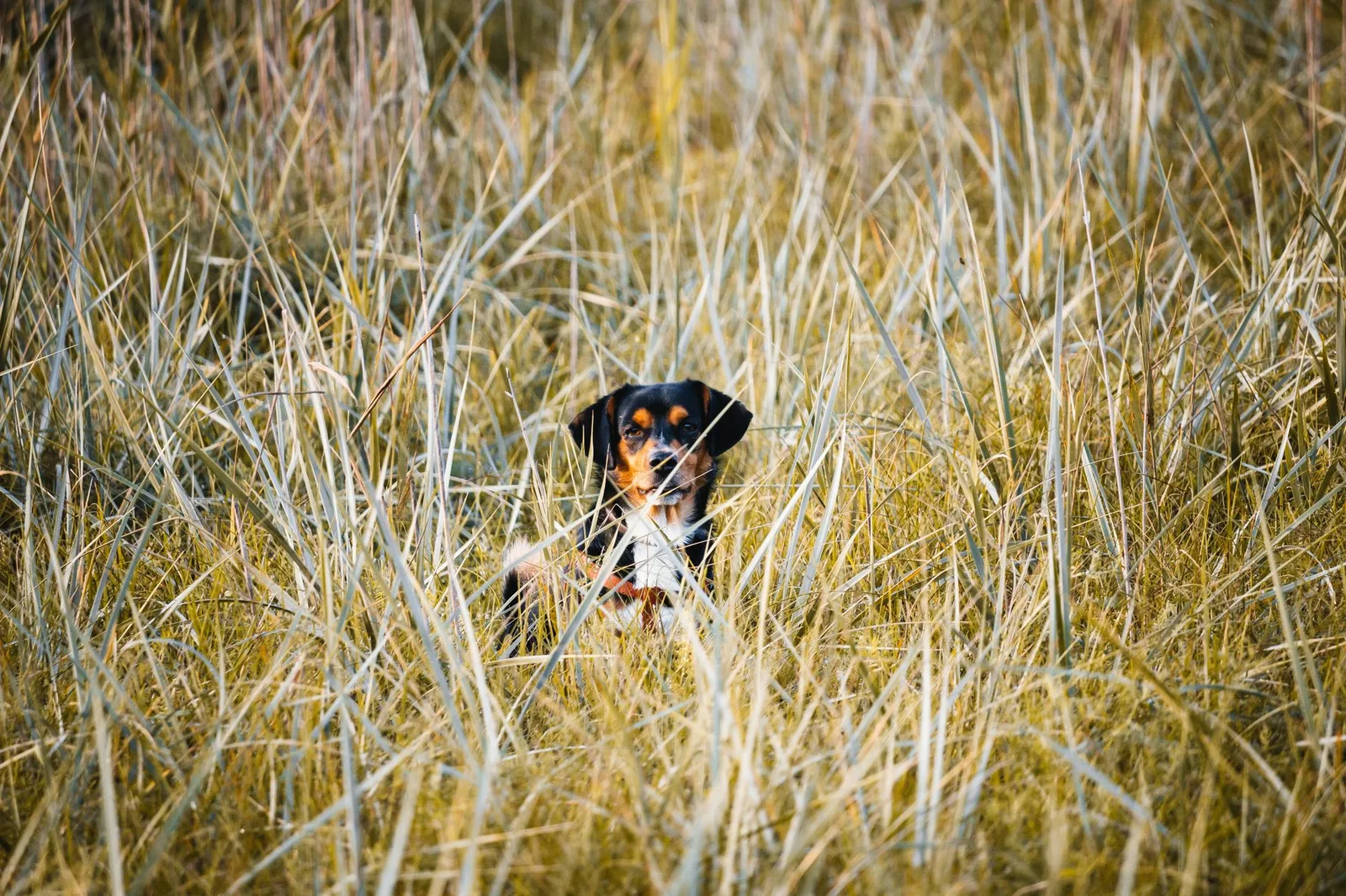 A cute dog rests comfortably among tall grass in an open field on a sunny day.